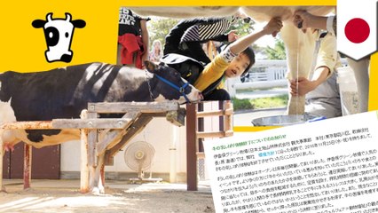 ストレス死相次ぎ　牛の乳搾り体験中止に