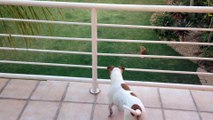 Clever dog uses stairs to fetch ball