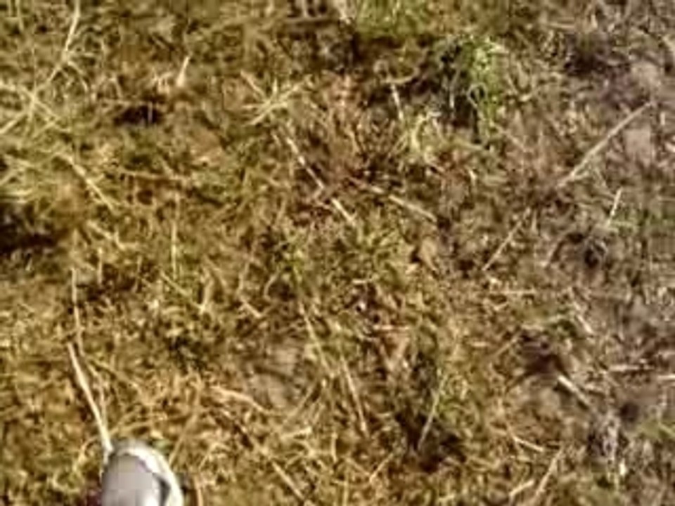 Teuf