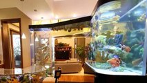 Beautiful Kitchen Aquarium Design Ideas