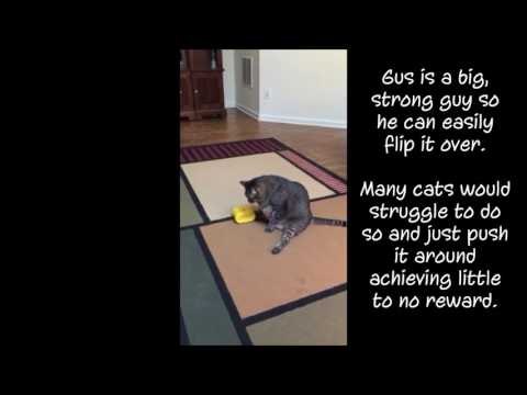 Overweight Cat Works Hard to Get Food