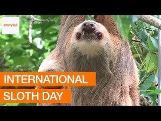 Happy International Sloth Day