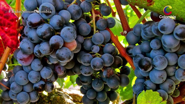 El vino portugués a la conquista del mundo [Colombia.com]