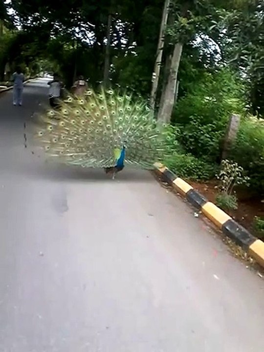 मयूर नृत्य  peacock dance on road