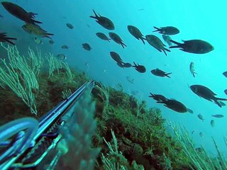 chasse sous marine algérie badeche roisub demo 3