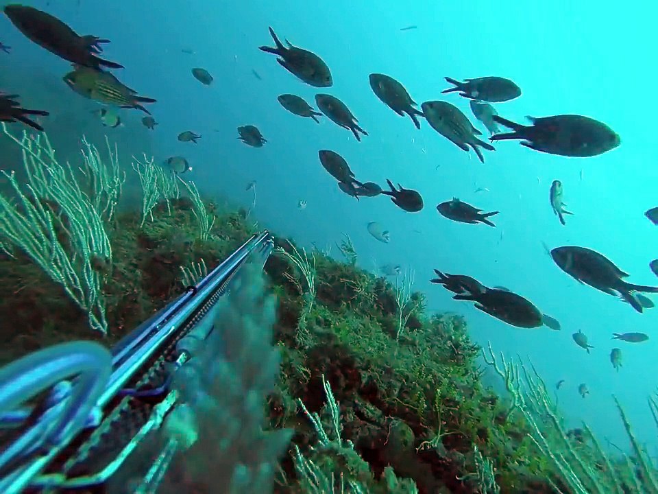 chasse sous marine algérie badeche roisub demo 3