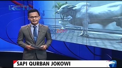 Sapi Kurban Jokowi