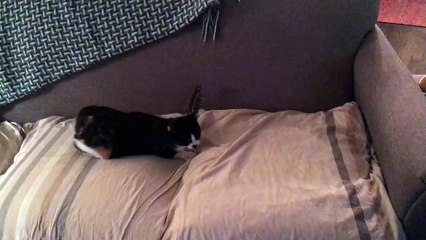 Cat perfects the art of the somersault