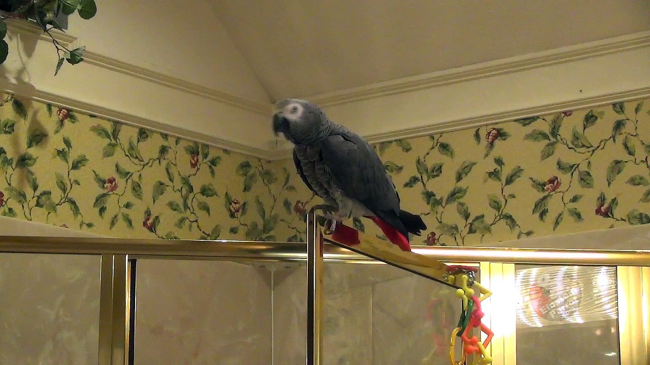 Einstein the Talking Texan Parrot performs Dance Birdie