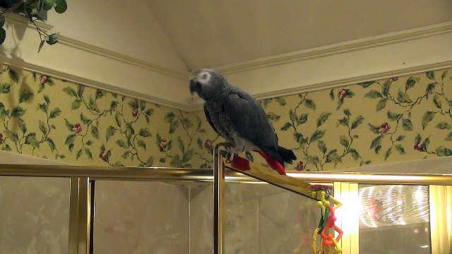 Einstein the Talking Texan Parrot performs Dance Birdie