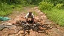 Snake catcher releases hundreds of rat snakes, cobras and vipers into Indian forest