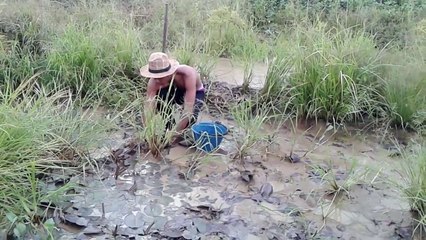 Net Fishing at Pailin Province -Cambodia Traditional Net Fishing - Khmer Cast Net Fishing (part 42)