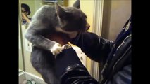 Strange CATS Behavior Compilation 2016