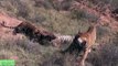 León vs Tigre a Muerte, León vs Buffalo Pelea Real# la Mayoría de los Increíbles Animales Salvajes Ataques de Animales Salvajes T