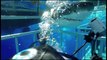 Great White Shark Crashes Into Cage, Struggles, Escapes