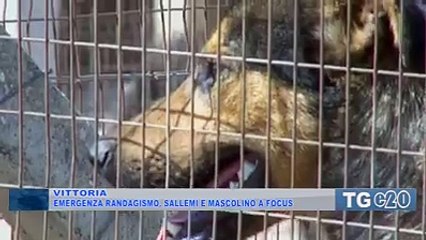 TG E20 del 20 ottobre 2016 - Servizio su Focus - Randagismo e Tutela Animali