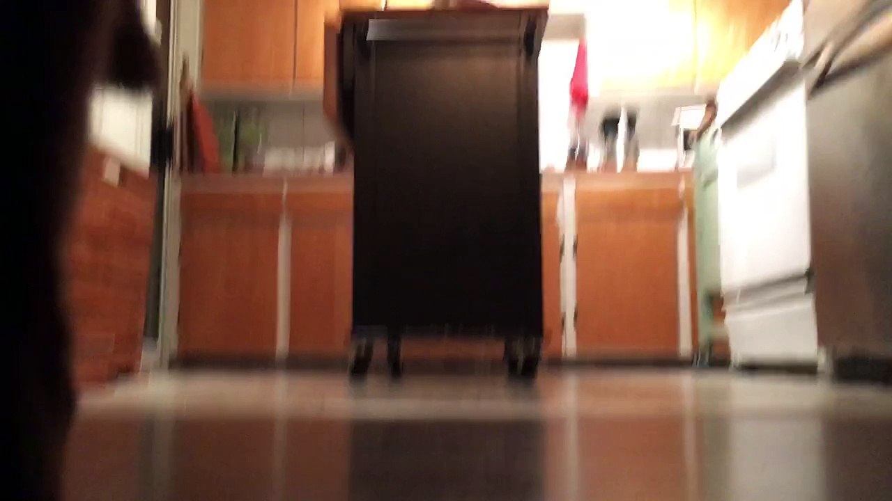 Luna chases and captures a toy