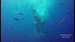 Great White Shark Stuck in Cage With Divers Underwater