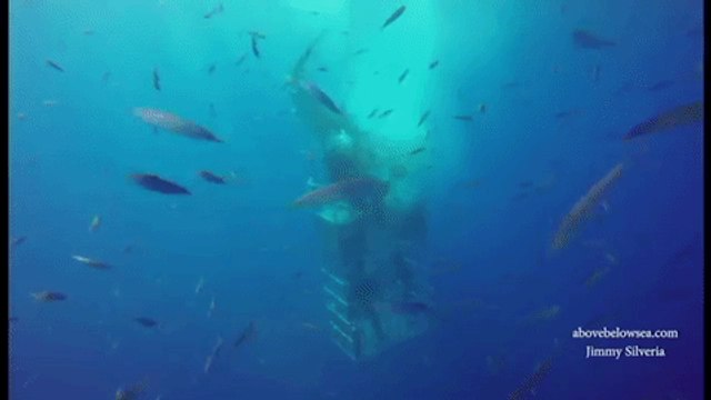 Great White Shark Stuck in Cage With Divers Underwater
