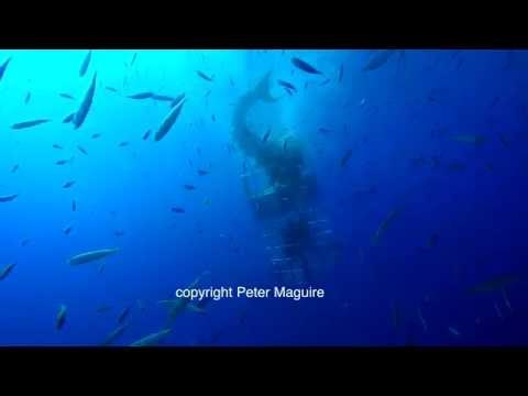 Dramatic Footage Shows Great White Shark Getting Stuck Inside Diving Cage