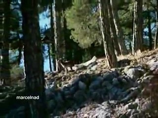 Golden Eagle Throws Goat off Cliff | Death |