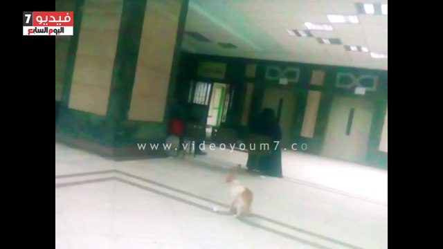 بالفيديو... شاهد قطط داخل بنك الدم بمستشفى الجامعة بشبين الكوم