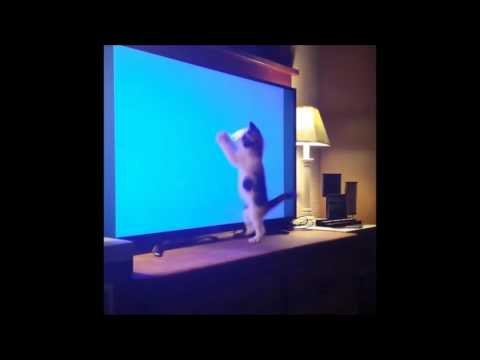 Kitten Attempts Impossible Capture of TV Mouse