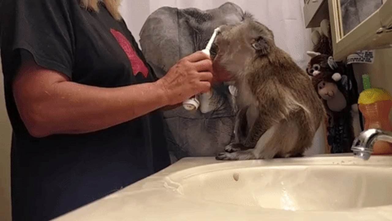 Monkey Doesn't Mind Getting Her Teeth Cleaned