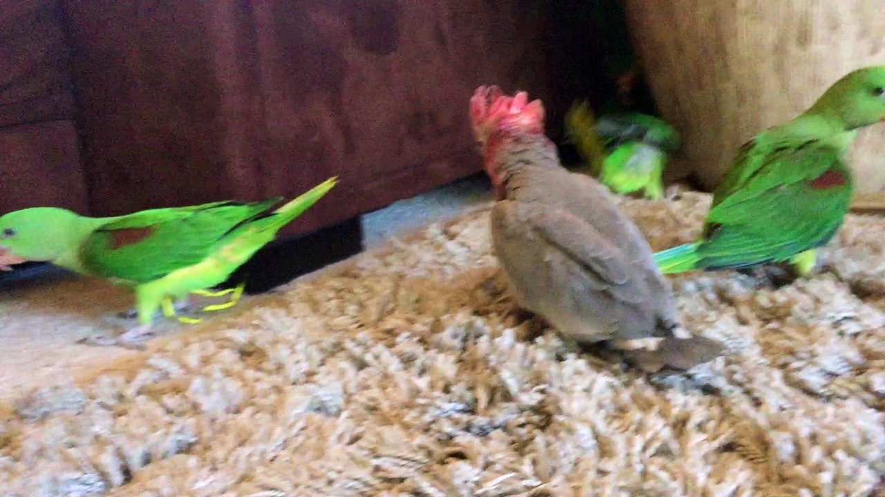 Baby Bird Playtime