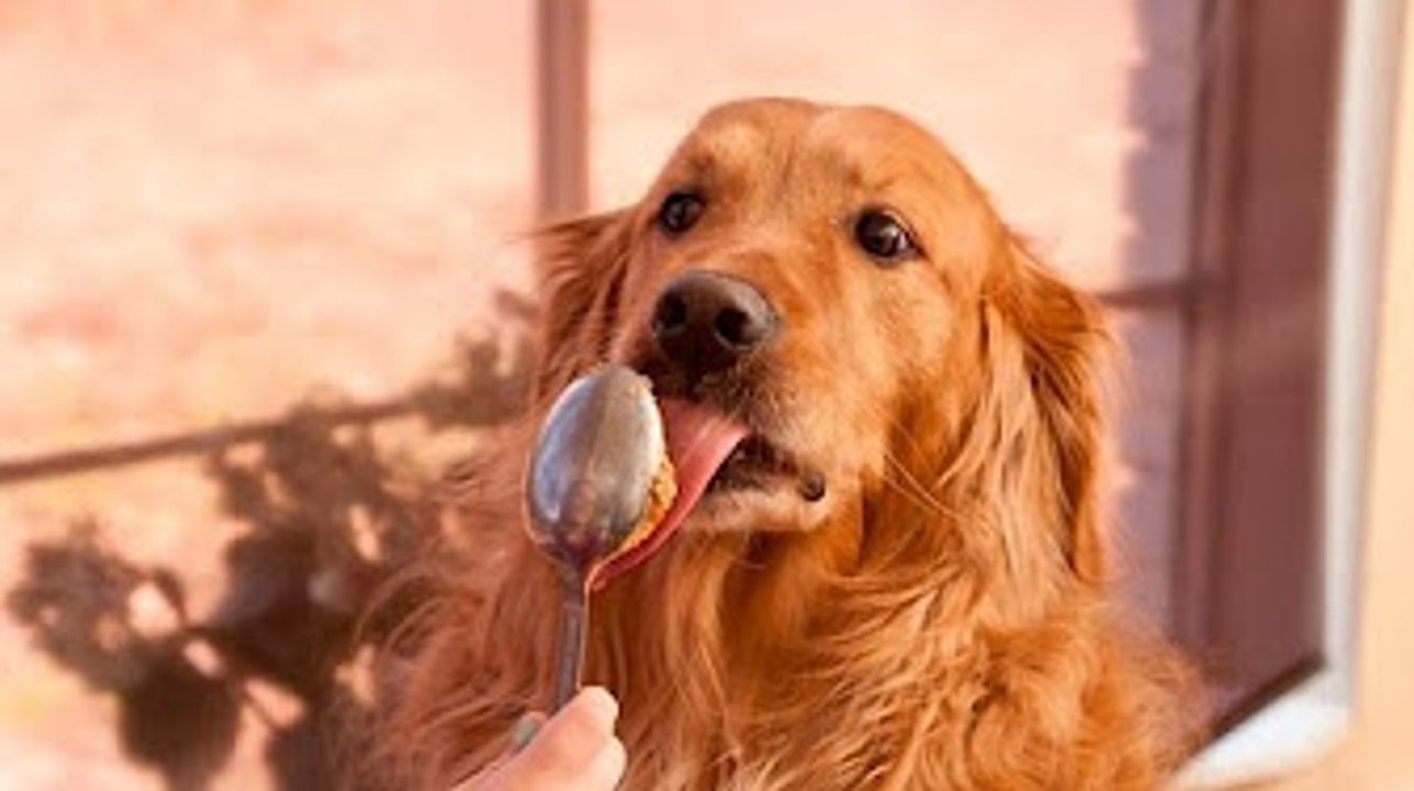 Funny Dogs vs Peanut Butter Compilation 2016