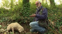 Sniffing out gastronomic gold in Italy's truffle country