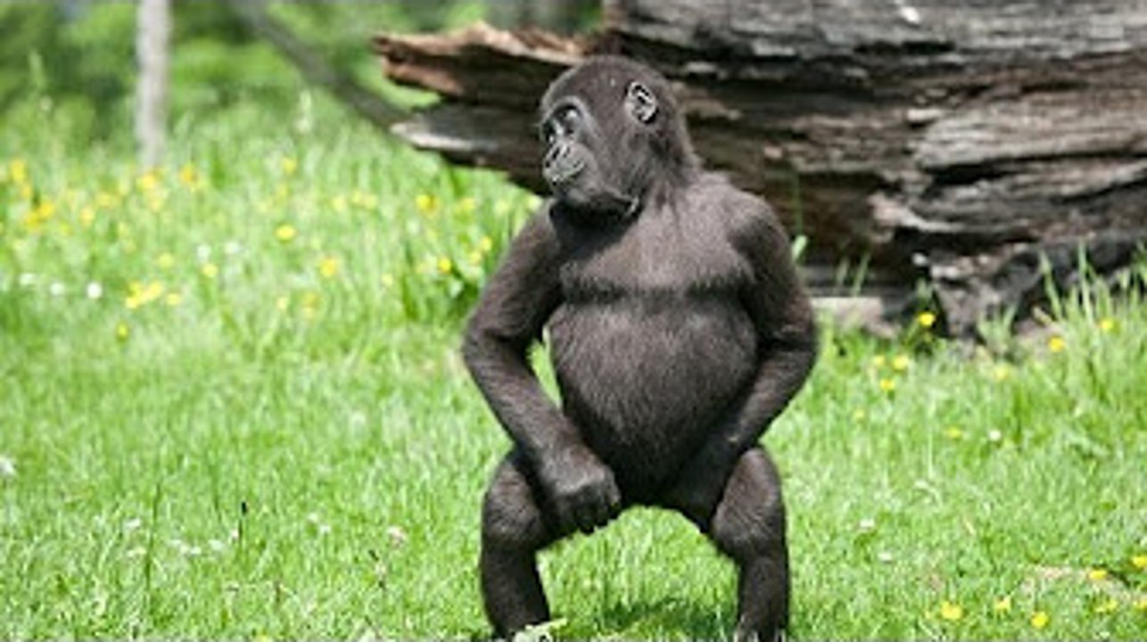 Most Funny Animal Videos Compilation