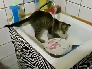 Minha dona está muito ocupada no whatsap e no Facebook, vou ir lavando a louça para adiantar o serviço da casa