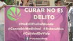 Colectivo pide que se legalice uso de cannabis con fines medicinales en Perú