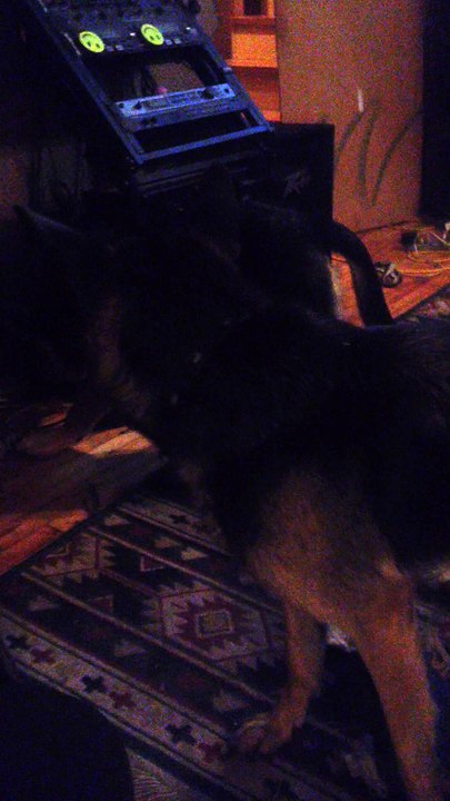 cleopatra two lovely pets cleo and ceaser playing in cleopatra production studio