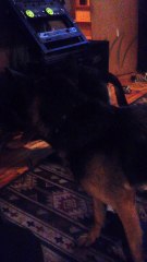 cleopatra two lovely pets cleo and ceaser playing in cleopatra production studio