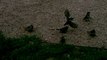 Lake michigan at berger park chicago (4) cute little birds