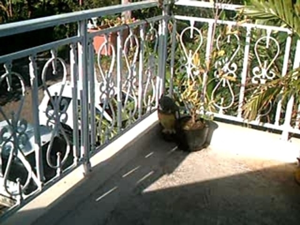 Balconastronomie