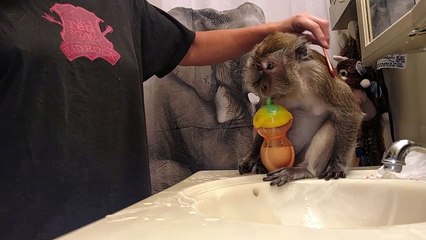 Monkey Doesn't Mind Getting Her Teeth Cleaned