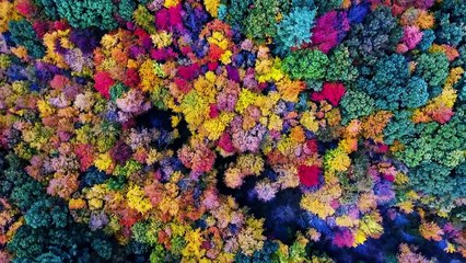 Drone Video Shows Beauty of New Hampshire Fall Foliage