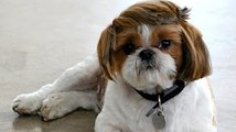 Cute Cats and Dogs Showing Off New Haircuts