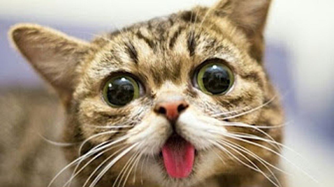 Most Funny Cat Videos Compilation