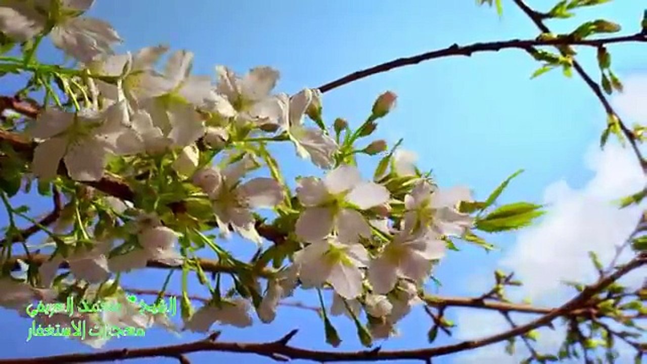 الشيخ محمد العريفي- معجزات الاستغفار