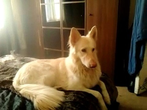 White German Shepherd dog howling to you tube clip, likely to make your dog howl!