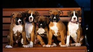 Top 10 Cutest Dogs