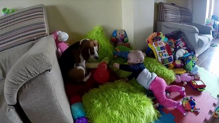Dog and baby are best friends: It's never too late to train your beagle to get along with your baby