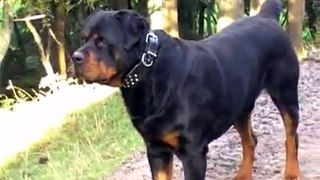 Big dog, rottweiler, a Rottie. Running with the Big Dogs,  Presented by TheSupergranny.net
