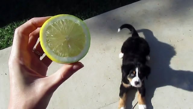 Bernese Mountain Dog Puppy vs Lemon. The Most Adorable Puppy!!!
