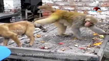 Whatsapp funny animal video | Monkey teasing dog