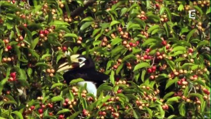 Thaïlande sauvage - Un écosystème riche